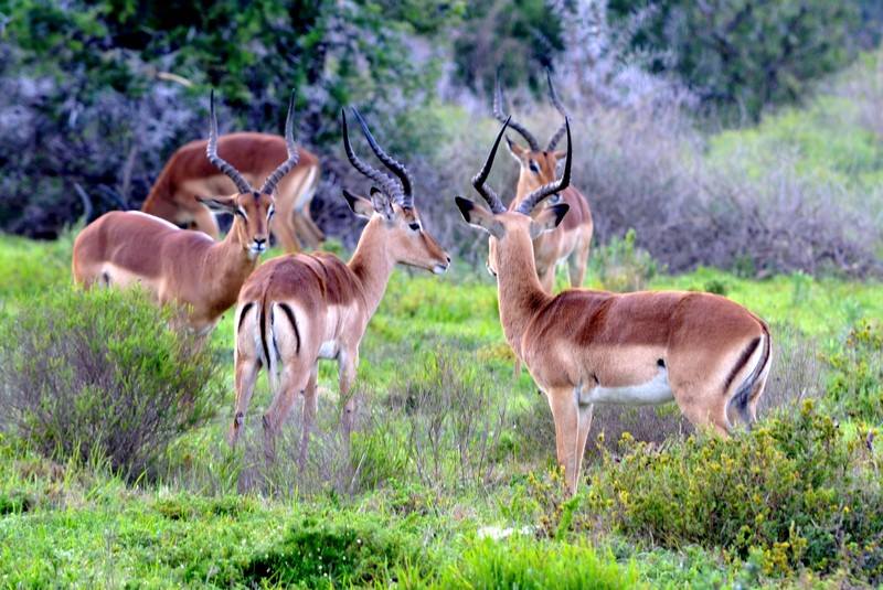 Guest Photos Wildlife Kariega Game Reserve Eastern Cape  E Caligiuri(89)