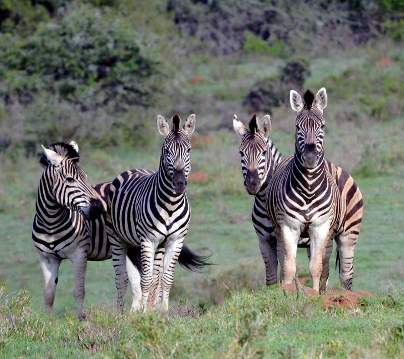 Guest Photos Wildlife Kariega Game Reserve Eastern Cape  E Caligiuri(103)