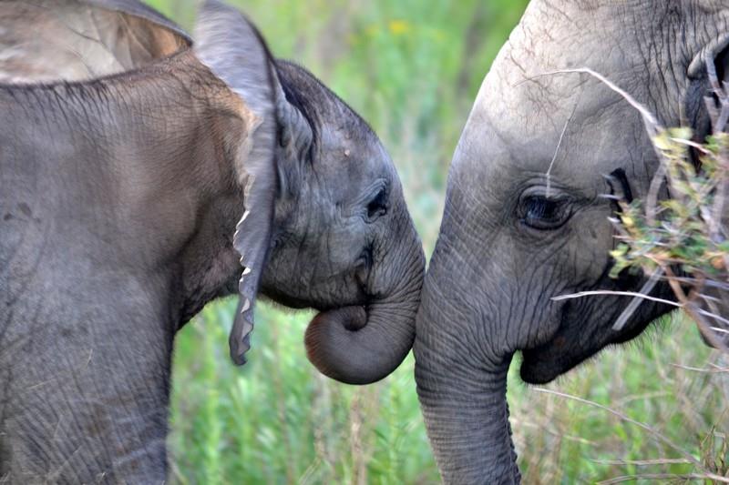 Elephant at Kariega Game Reserve