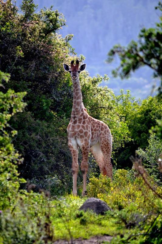 Guest Photos Wildlife Kariega Game Reserve Eastern Cape  E Caligiuri(61)