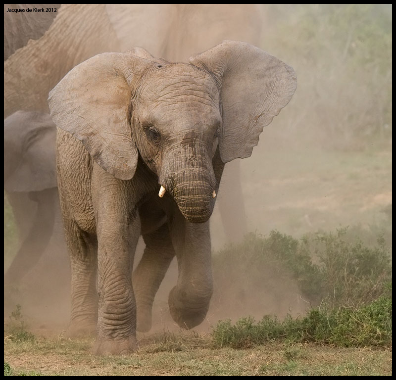 Baby Ellie In Dust J De Klerk Kariega Game Reserve Eastern Cape