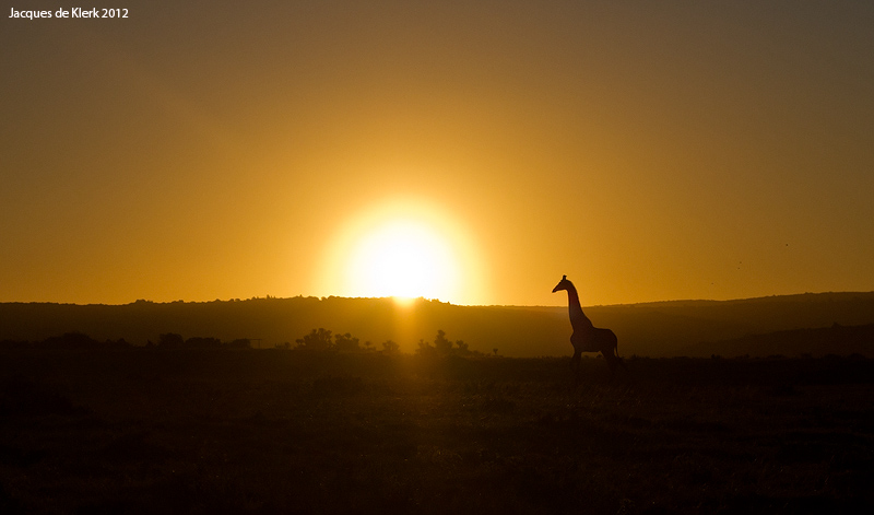 Giraffe Sunset J De Klerk Kariega Game Reserve Eastern Cape