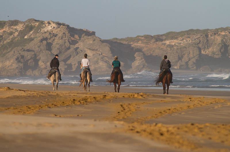 Horses Away J De Klerk Kariega Game Reserve Eastern Cape