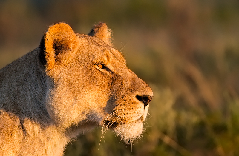 Lioness Stare Kariega Game Reserve J De Klerk Eastern Cape (2)