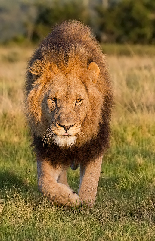 Mandoro Approach J De Klerk Kariega Game Reserve Eastern Cape