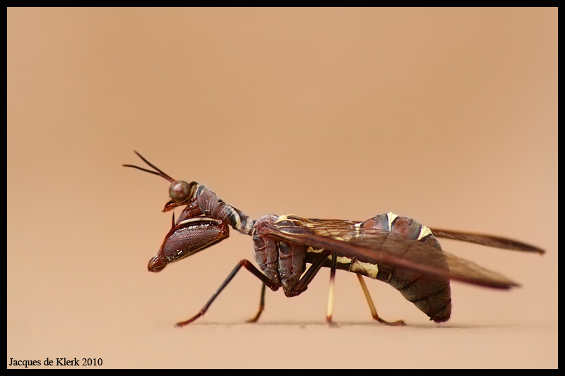 Paper Wasp Mimic Praying Mantis J De Klerk Kariega Game Reserve Eastern Cape