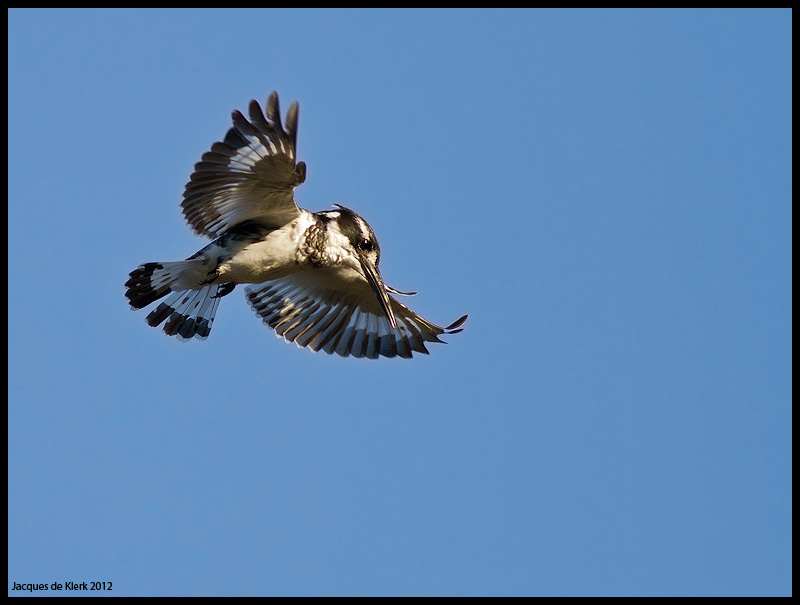 Pied Kingfisher J De Klerk Kariega Game Reserve Eastern Cape