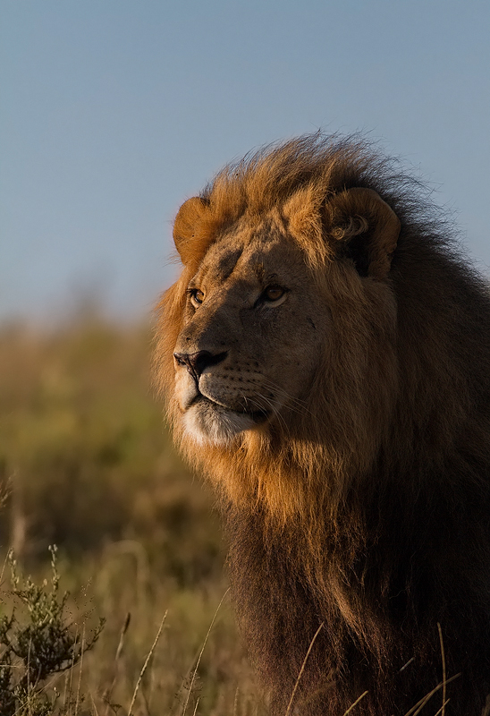 Mandoro Stare J De Klerk Kariega Game Reserve Eastern Cape