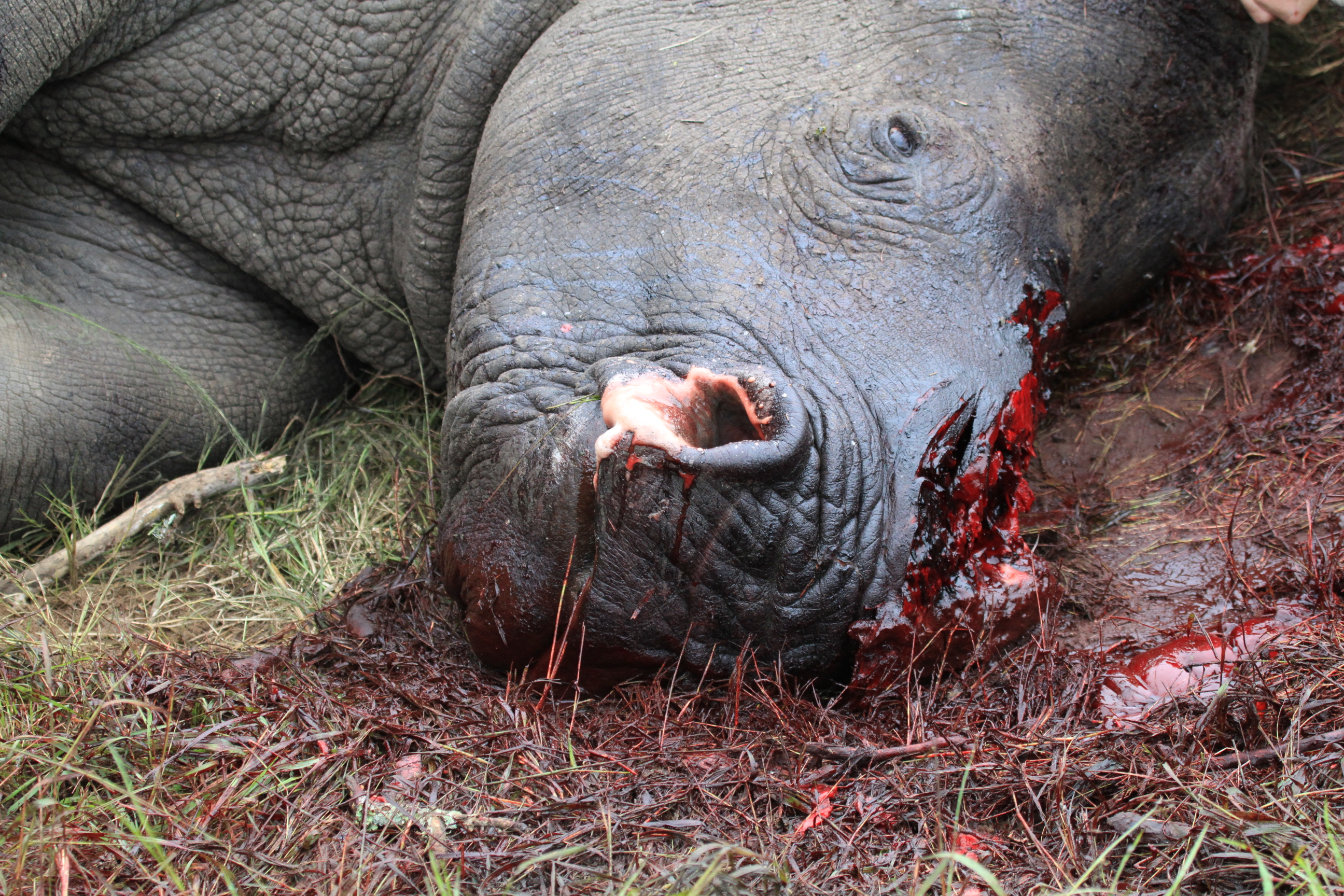 Thandi 2 March 2012 Poaching Kariega Game Reserve (2)