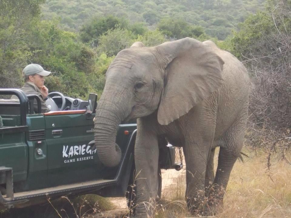 Elephant And Kariega Vechicle Sibbick