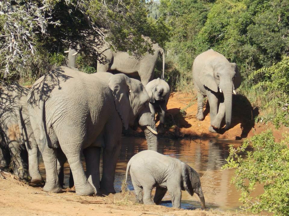 Kariega Elephant Sibbick