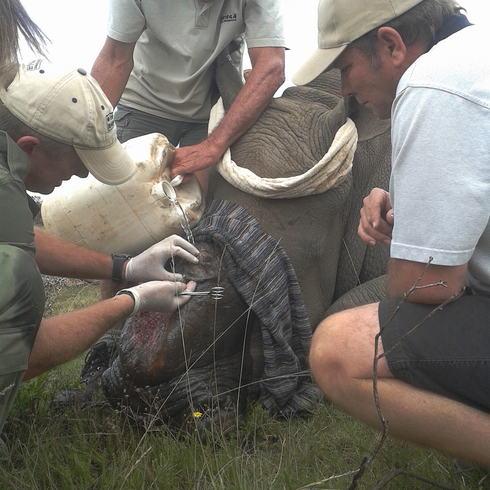 Kariega Rhino Thandi January 2014 Close