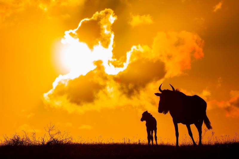 B Jennings Wildebeest Sunset Silhouette Kariega Game Reserve