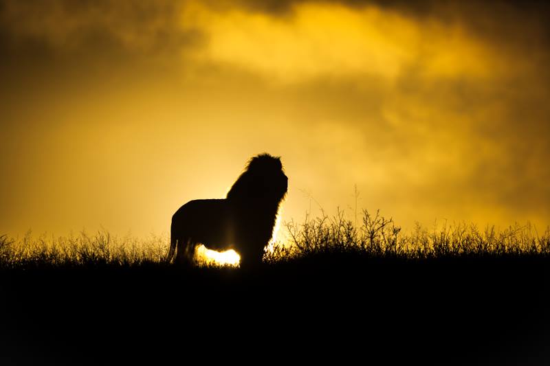 Mondorro Male Lion Kariega Game Reserve Eastern Cape B Jennings2