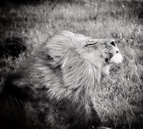 Rikard Elwing lion in the wind male kariega game reserve.jpg