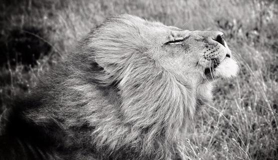 Rikard Elwing lion in the wind male kariega game reserve.jpg