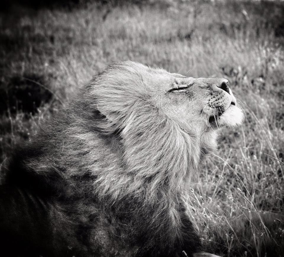 Rikard Elwing Lion In The Wind Male Kariega Game Reserve