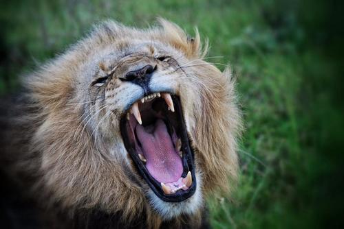 Rikard Elwing lion in the wind male kariega game reserve2.jpg
