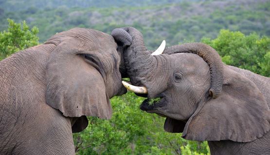 Carlo Geminiani kariega game reserve elephant kisses.jpg