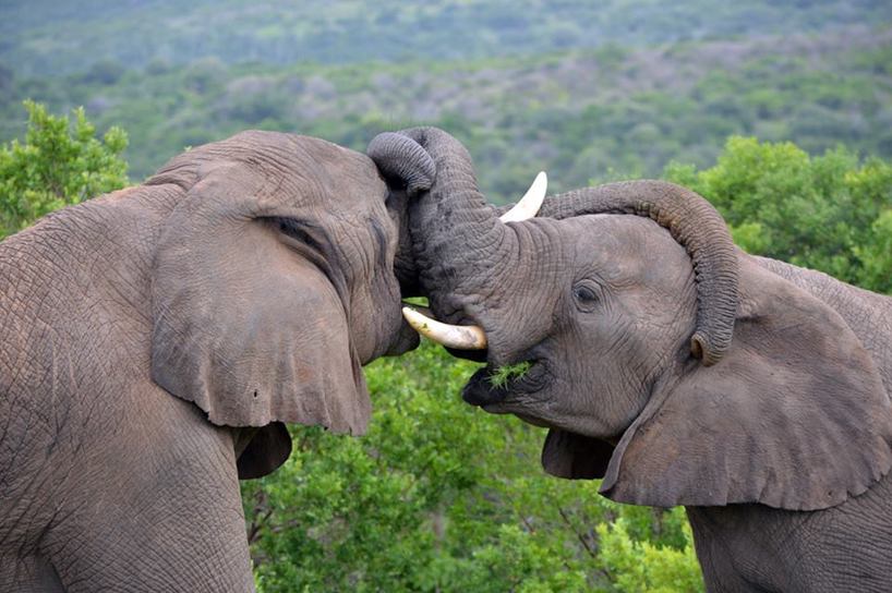 Carlo Geminiani kariega game reserve elephant kisses.jpg