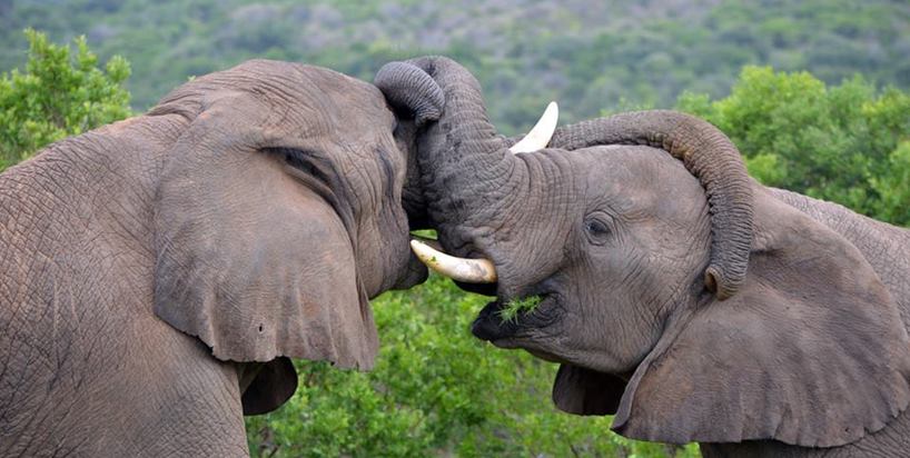 Carlo Geminiani kariega game reserve elephant kisses.jpg