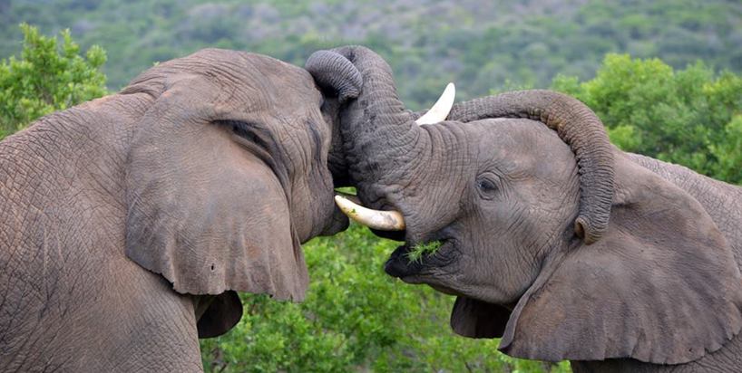 Carlo Geminiani kariega game reserve elephant kisses.jpg