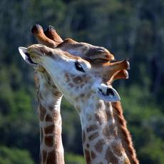 Carlo Geminiani kariega game reserve giraffe kisses.jpg Carlo Geminiani kariega game reserve giraffe kisses.jpg