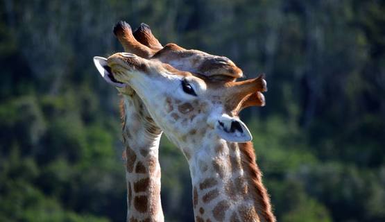 Carlo Geminiani kariega game reserve giraffe kisses.jpg