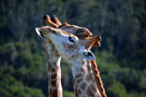 Carlo Geminiani kariega game reserve giraffe kisses.jpg