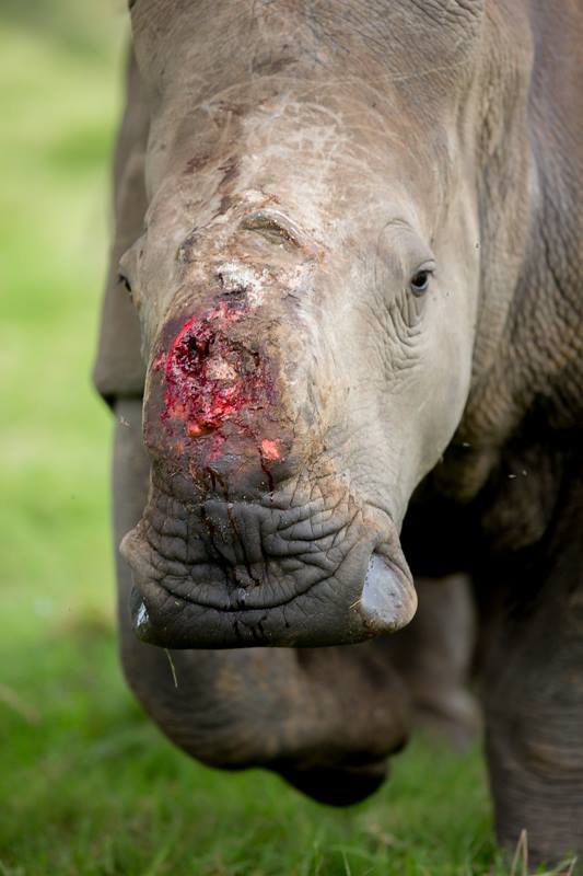Thandi Kariega Rhino 6 Jan2014 B Jennings