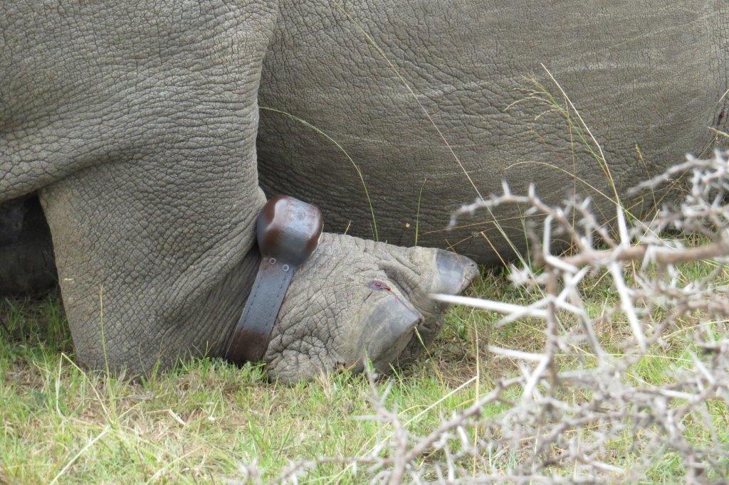 Kariega Game Reserve Rhino Thandi Tracking Collar