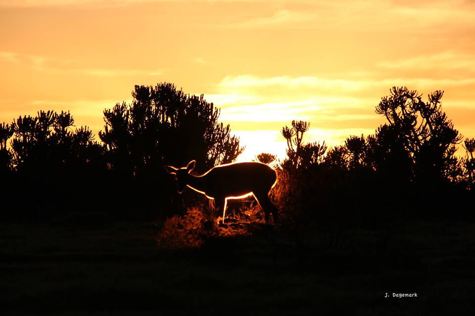 Kariega Sunrise J Dagemark