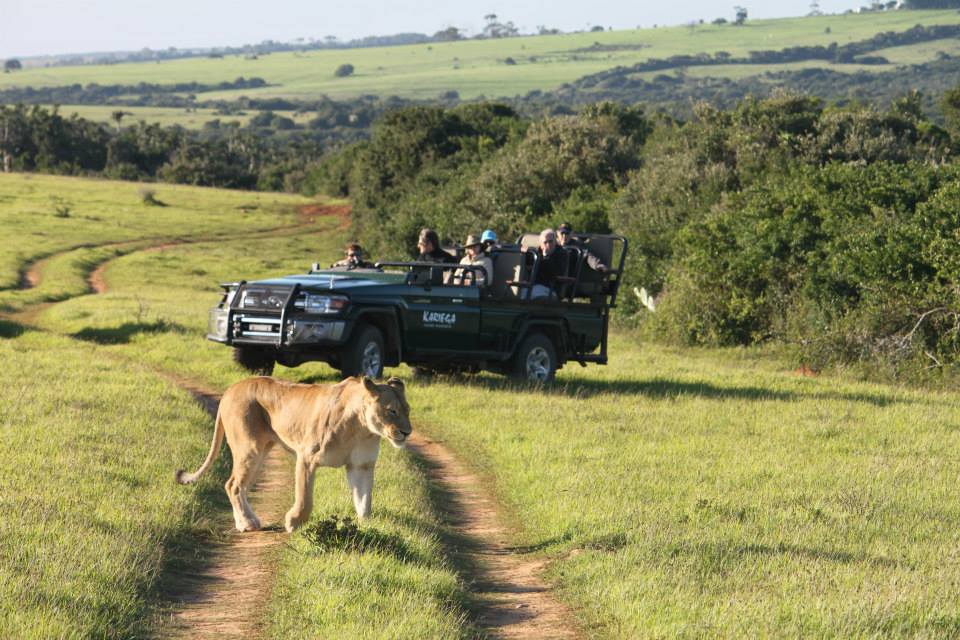 Kariega Lioness Dtent