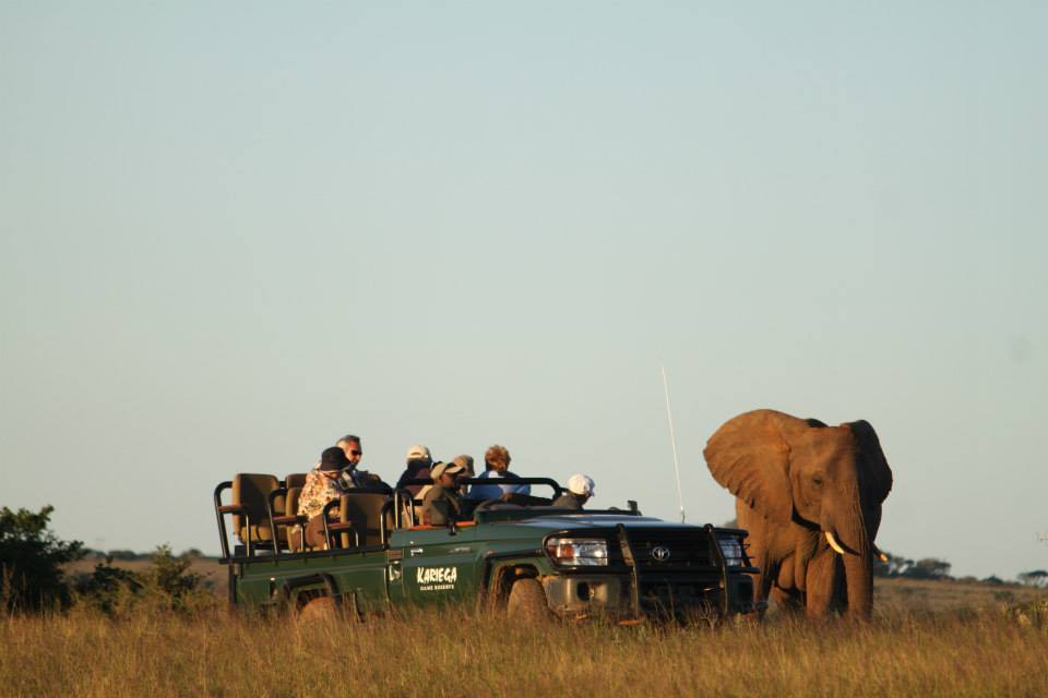 Kariega Safari Elephant