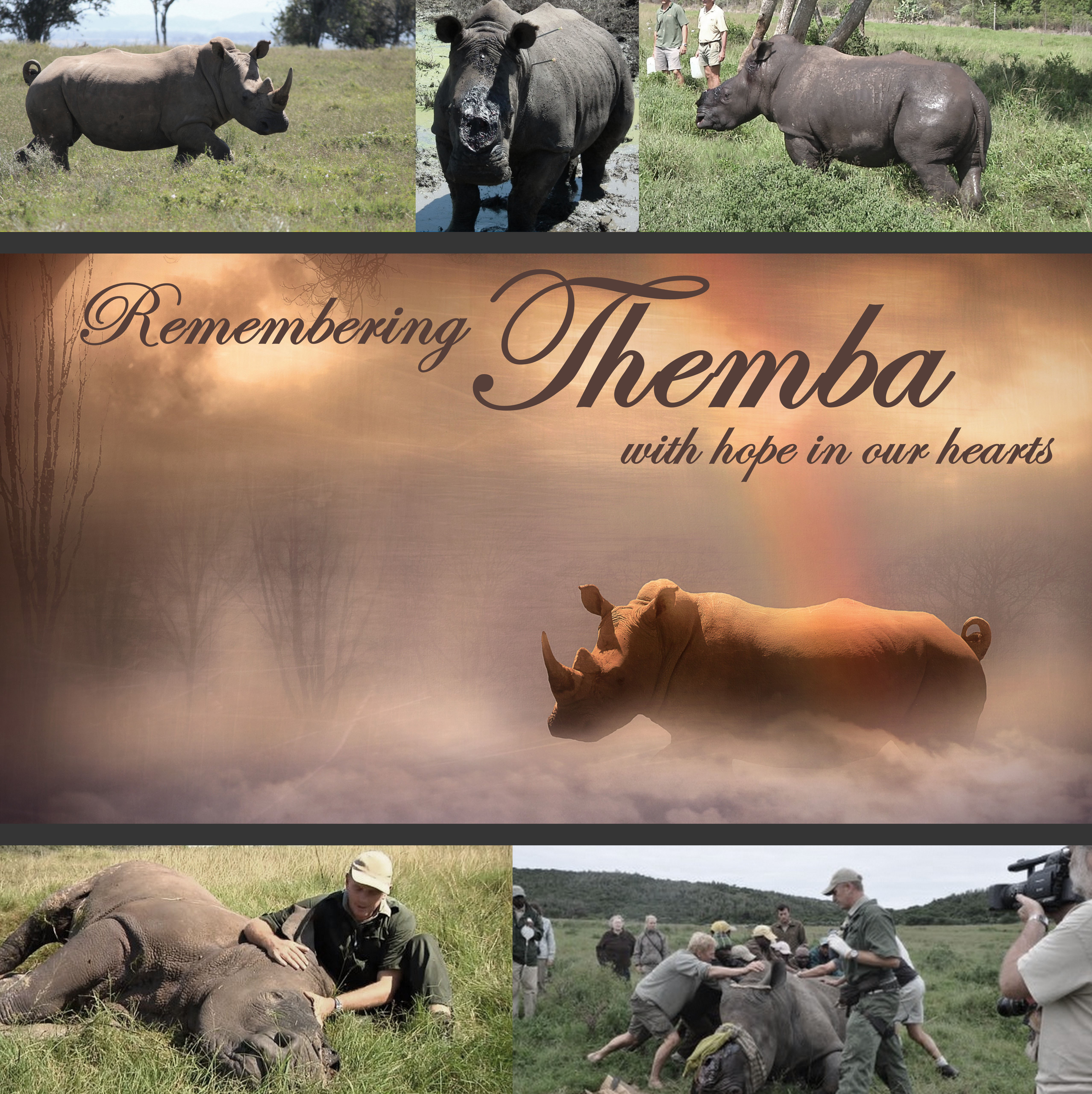 Themba 2 Years Kariega Game Reserve Poached Rhino