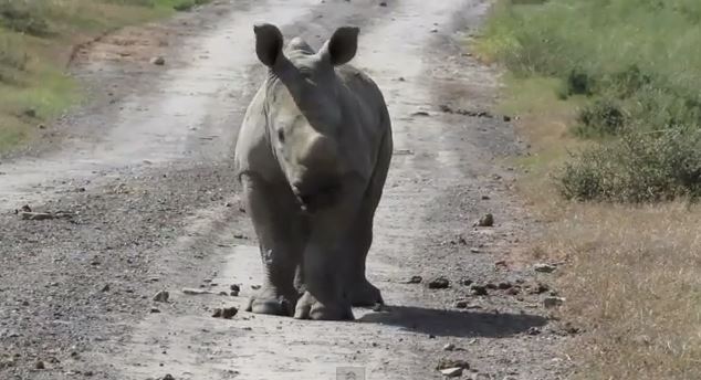 Baby Rhino Video Kariega Game Reserve Wildlife
