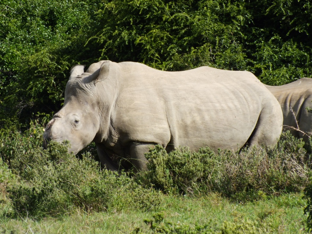 Thandi the Rhino Photo's March 2014 | Kariega Game Reserve