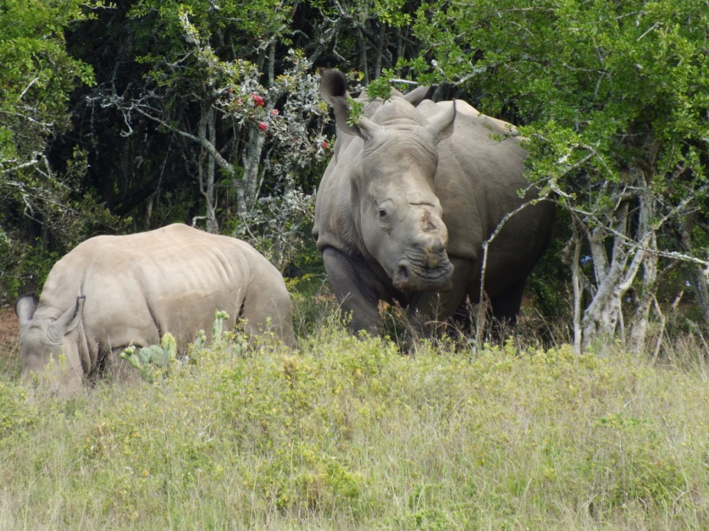 Thandi The Rhino Kariega Game Reserve Eastern Cape March 2014 (1)