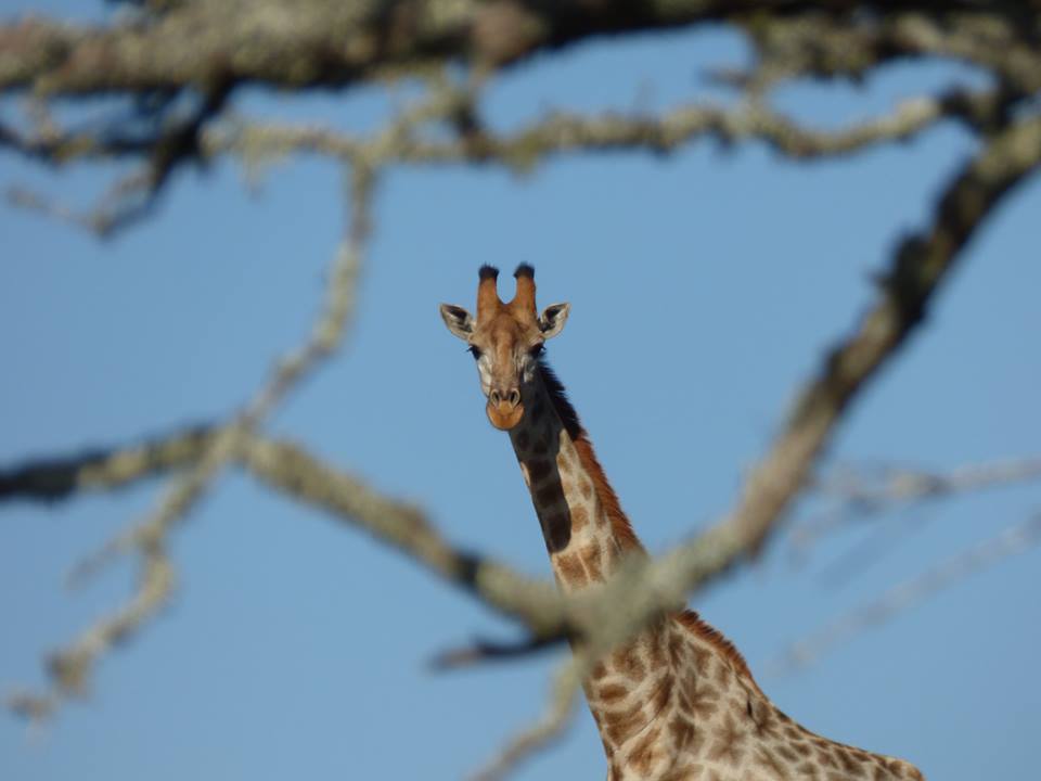 Giraffe Through Tree Kariega Game Reserve Safari Peter Mills
