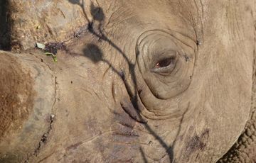 rhino close up horn kariega game reserve peter mills.jpg