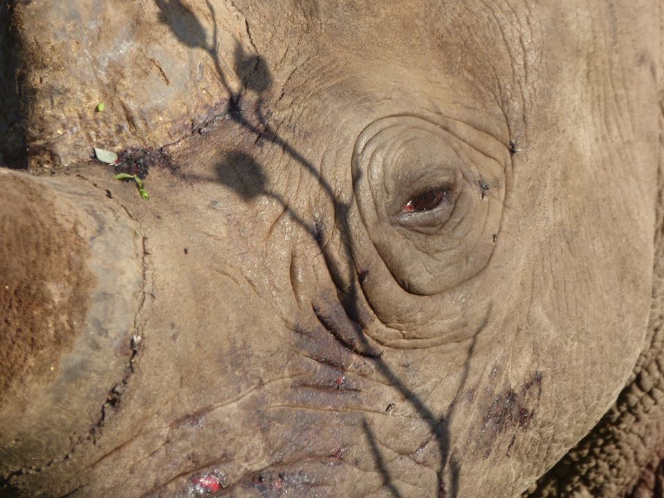 Rhino Close Up Horn Kariega Game Reserve Peter Mills