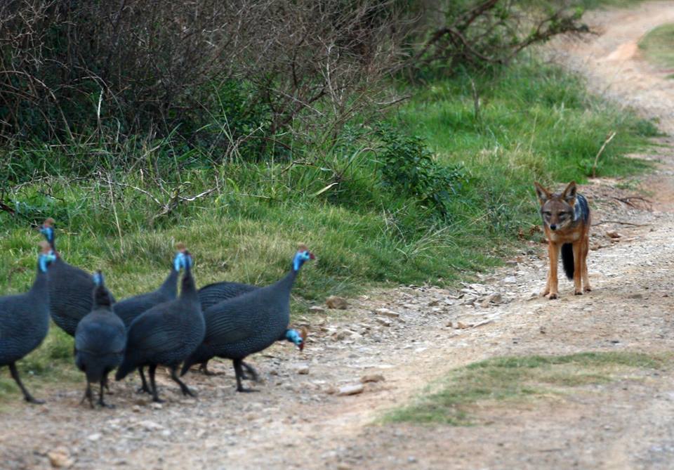 Kariega Jackal Guineafowl Seagars