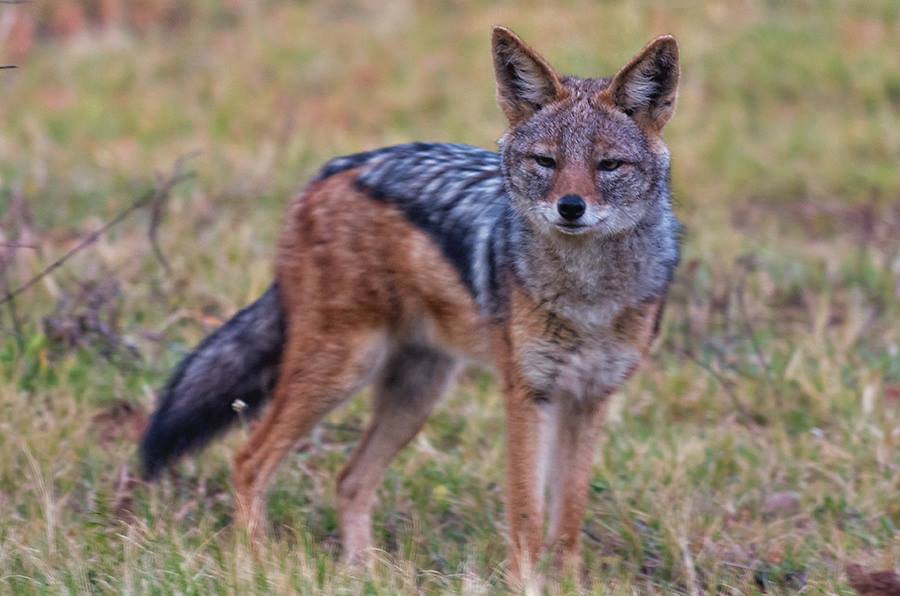 Kariega Jackal Friedhelm Peters Game Reserve Eastern Cape