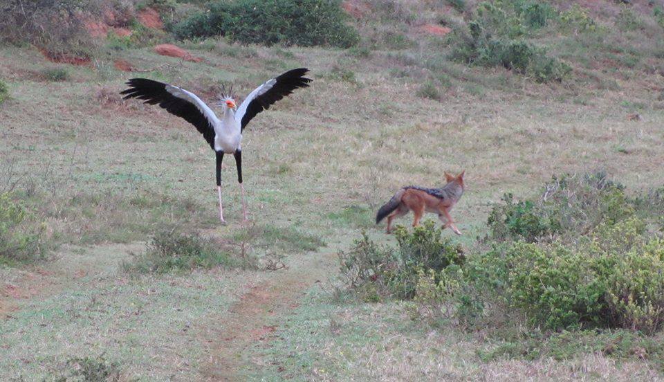 Kariega Jackal Van Tol Game Reserve Eastern Cape