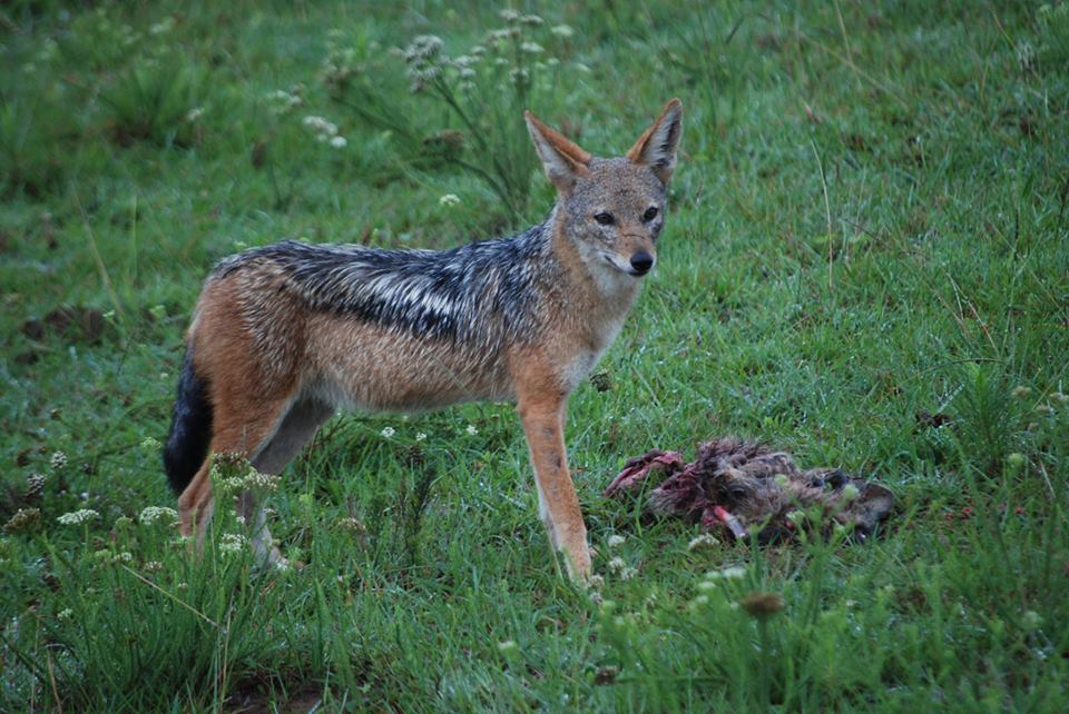 Marcel Westbroek Black Backed Jackal Kariega Game Reserve Eastern Cape