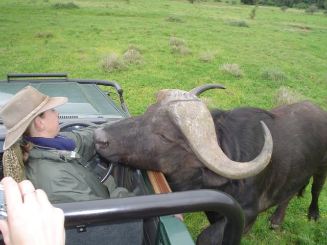 Cape Buffalo Eastern Kariega Game Reserve Playful  (4)