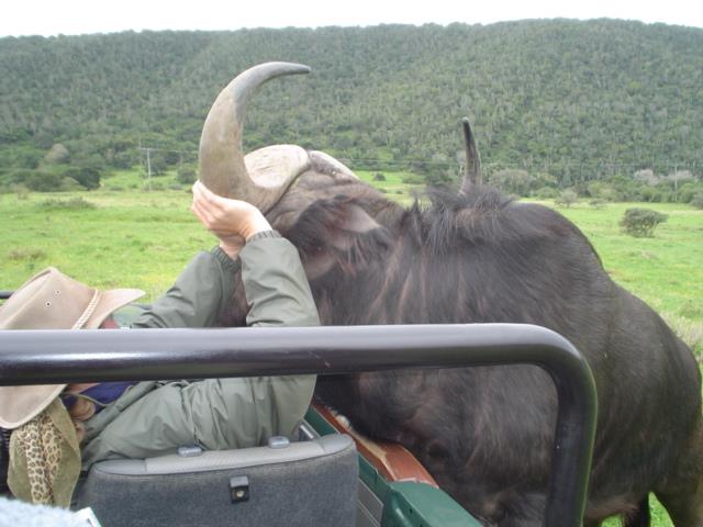 Cape Buffalo Eastern Kariega Game Reserve Playful  (2)