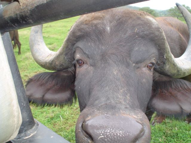 Cape Buffalo Eastern Kariega Game Reserve Playful  (1)