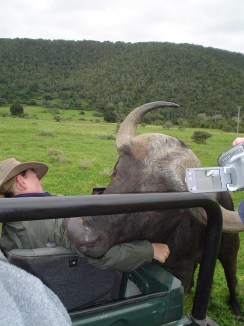 Cape Buffalo Eastern Kariega Game Reserve Playful  (3)