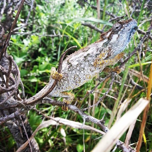 Southern Dwarf Chameleon Kariega Tayla Mc Curdy